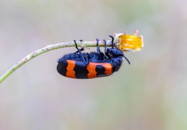 Mylabris pustulata veya su toplayan böcek (Hycleus) yakın plan