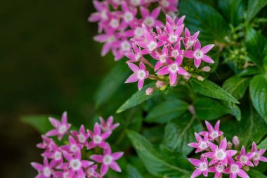 Bahçe Çiçekleri Mısır Yıldız Çiçeği, Mısır Yıldız Kümesi (Pentas)