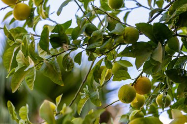 limon ağacı, taze limonlar dallarda olgunlaşmış..