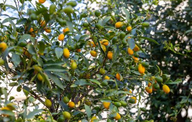 Yeşil yapraklı dallar arasında taze kumkatlarla kumkuat ağacı