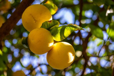 (Greyfurt ağacı ve olgun greyfurt meyveleri.