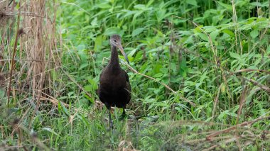 Kuzey Jacana, Meksika kıyılarından batı Panama 'ya ve Karayipler' den Küba, Jamaika ve Hispaniola 'ya yerleşik üretici olarak bilinen bir kuş türüdür..