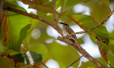 Çizgili sinekkapan (