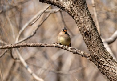 Japonya 'da bir ağaç dalında oturan Bohem Waxwing (Bombycilla garrulus).