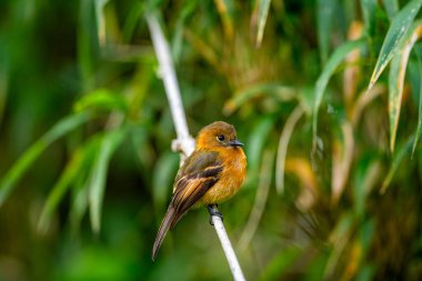 Tarçın sinekkapanı, Tyrannidae familyasından bir kuş türü. Pyrrrhomyias cinsinin tek üyesidir. Venezuela, Kolombiya, Ekvador, Peru, Bolivya ve Arjantin 'in kuzeybatısında bulunur..
