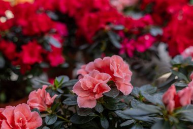 Azaleas, ilkbahar veya yaz aylarında pembe, altın sarısı, alev kırmızısı ve turuncu ya da beyaz çiçeklerin tüm tonlarında açan küçük çalılıklardır..