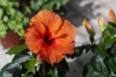 Japon gülü Hollyhock ailesinden. Latince 'de 