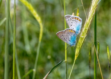 Mavi gözlü Amanda Kelebeği (Polyommatus amandus) İzmir 'deki bir bitkinin üzerinde - Bozdağ