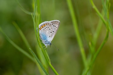 Mavi gözlü Amanda Kelebeği (Polyommatus amandus) İzmir 'deki bir bitkinin üzerinde - Bozdağ