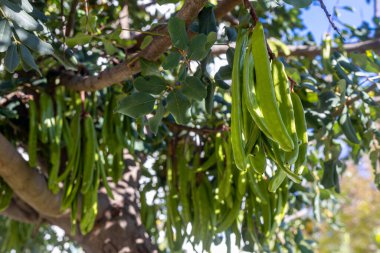 Keçiboynuzu ağacı, taze yeşil keçiboynuzu böğürtlen, keçiboynuzu sağlıklı yemek, Ceratonia silikesi (keçiboynuzu))