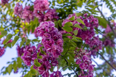 Robinia hispida L, sahte akasya, pembe çiçekli akasya. Robinia hispida, baharda pembe çiçek kümeleriyle. Kıllı çekirge gül çekirgesi ya da yosun çekirgesi olarak bilinir.