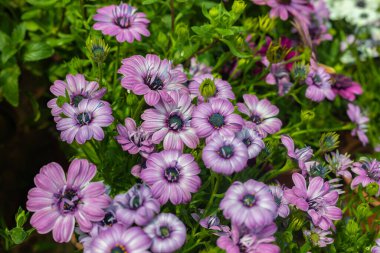 Dimorphotheca ecklonis, papatya familyasından bir bitki türü. Güney Afrika 'ya özgü bir bitki. Türkiye 'de adı: Bodrum papatya.