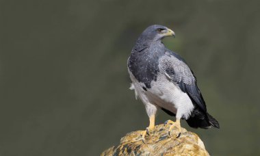 Kara göğüslü şahin-kartal, atmaca ve kartal familyasından yırtıcı bir kuştur. Güney Amerika 'nın açık bölgelerinde yaşar..