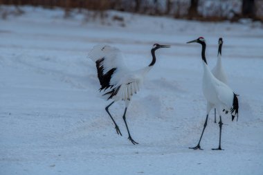 Grus japonensis. Japon turnası, beyaz turnadan sonra en nadir bulunan turna türüdür..