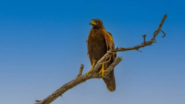 Tucson, Arizona'da koyu kahverengi bir Harris Hawk