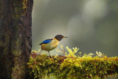 Altın yakalı bal sürüngeni, Thraupidae familyasından bir kuş türü. Iridophanes cinsinin tek üyesidir. Kolombiya, Ekvador ve Peru 'da bulunur..