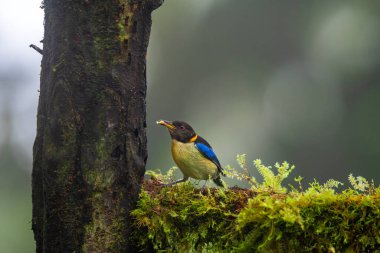 Altın yakalı bal sürüngeni, Thraupidae familyasından bir kuş türü. Iridophanes cinsinin tek üyesidir. Kolombiya, Ekvador ve Peru 'da bulunur..