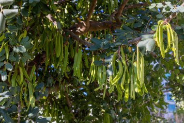 Keçiboynuzu ağacı, taze yeşil keçiboynuzu böğürtlen, keçiboynuzu sağlıklı yemek, Ceratonia silikesi (keçiboynuzu))