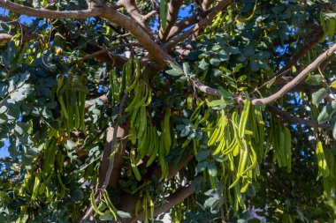 Keçiboynuzu ağacı, taze yeşil keçiboynuzu böğürtlen, keçiboynuzu sağlıklı yemek, Ceratonia silikesi (keçiboynuzu))