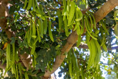 Keçiboynuzu ağacı, taze yeşil keçiboynuzu böğürtlen, keçiboynuzu sağlıklı yemek, Ceratonia silikesi (keçiboynuzu))