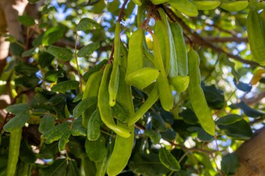 Keçiboynuzu ağacı, taze yeşil keçiboynuzu böğürtlen, keçiboynuzu sağlıklı yemek, Ceratonia silikesi (keçiboynuzu))