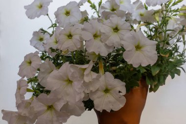 Beyaz Petunya çiçeği (Petunya melezi)