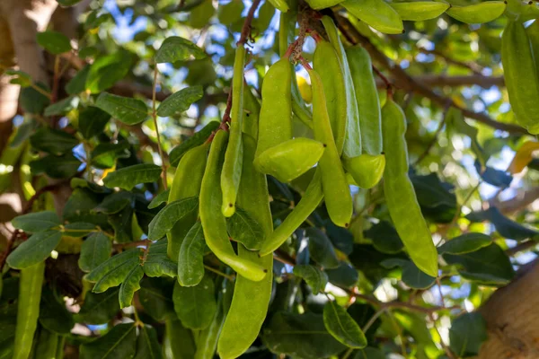 Keçiboynuzu ağacı, taze yeşil keçiboynuzu böğürtlen, keçiboynuzu sağlıklı yemek, Ceratonia silikesi (keçiboynuzu))