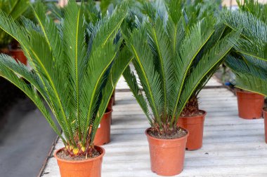 Cycas revoluta, Cycadaceae familyasından değerli bir bitki türüdür. Bu palmiye şeklindeki süs bitkisinin büyümesi yıllar alır..