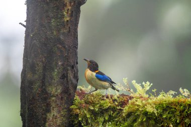 Altın yakalı bal sürüngeni, Thraupidae familyasından bir kuş türü. Iridophanes cinsinin tek üyesidir. Kolombiya, Ekvador ve Peru 'da bulunur..