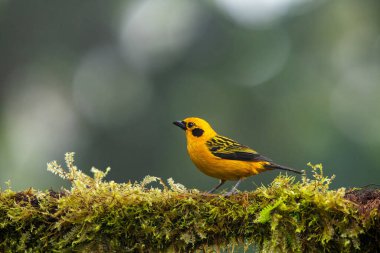 Ekvator ormanlarında, Altın tanga Thraupidae familyasından bir kuş türüdür..