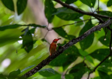 Yeşil sırtlı Kingfisher, Endonezya 'ya özgü, kuzey ve orta Sulawesi, Manadotua ve Lembeh adaları ile sınırlı olan bir kuş türüdür..