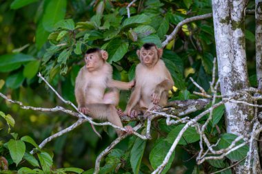 Barbar maymun, rhesus maymunu, Batı Papua, Malezya