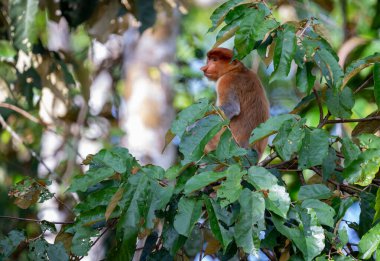Bir ağaçta hortumlu maymun (Nasalis larvatus, nam-ı diğer Uzun Burunlu Maymun). Abai, Kinabatangan Nehri, Sabah. Borneo, Malezya
