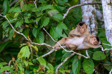 Barbar maymun, rhesus maymunu, Batı Papua, Malezya