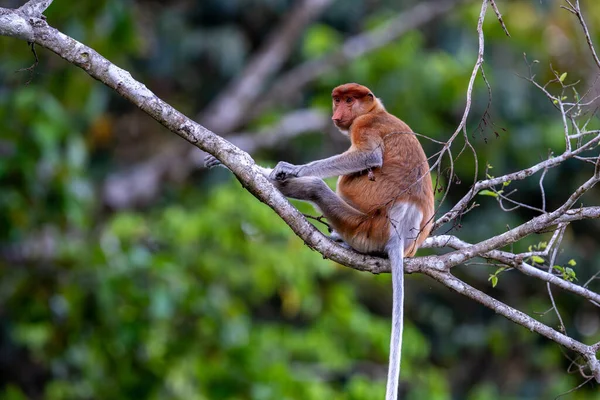 Bir ağaçta hortumlu maymun (Nasalis larvatus, nam-ı diğer Uzun Burunlu Maymun). Abai, Kinabatangan Nehri, Sabah. Borneo, Malezya
