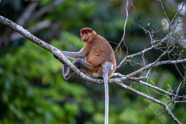 Bir ağaçta hortumlu maymun (Nasalis larvatus, nam-ı diğer Uzun Burunlu Maymun). Abai, Kinabatangan Nehri, Sabah. Borneo, Malezya