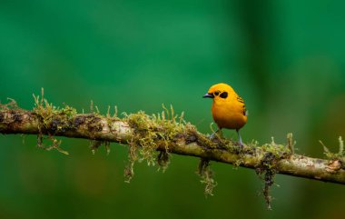 Ekvator ormanlarında, Altın tanga Thraupidae familyasından bir kuş türüdür..