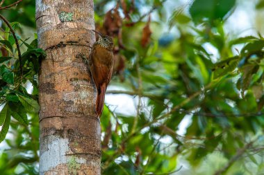 Montan oduncusu, Furnariidae familyasından, Dendrocolaptinae familyasından bir kuş türü. Bolivya, Kolombiya, Ekvador, Peru ve Venezuela 'da bulunur..
