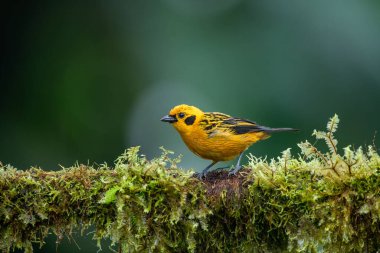 Ekvator ormanlarında, Altın tanga Thraupidae familyasından bir kuş türüdür..