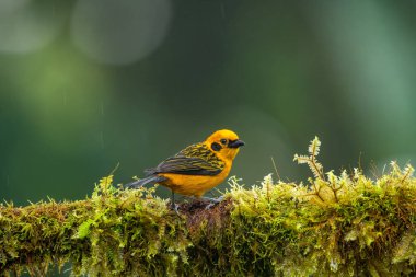 Ekvator ormanlarında, Altın tanga Thraupidae familyasından bir kuş türüdür..