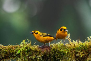 Ekvator ormanlarında, Altın tanga Thraupidae familyasından bir kuş türüdür..