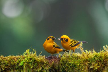 Ekvator ormanlarında, Altın tanga Thraupidae familyasından bir kuş türüdür..