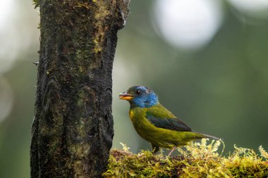 Yosunlu Dağ Tangara Ormandaki bir ağaçta