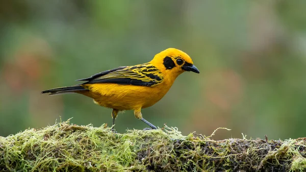 Ekvator ormanlarında, Altın tanga Thraupidae familyasından bir kuş türüdür..