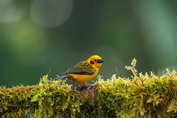 Ekvator ormanlarında, Altın tanga Thraupidae familyasından bir kuş türüdür..