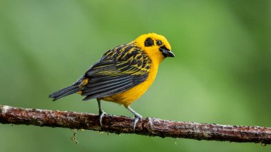 Ekvator ormanlarında, Altın tanga Thraupidae familyasından bir kuş türüdür..