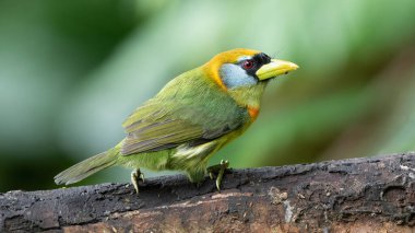 Kızıl Saçlı Barbet (Eubucco bourcierii) ağaç dalı üzerine