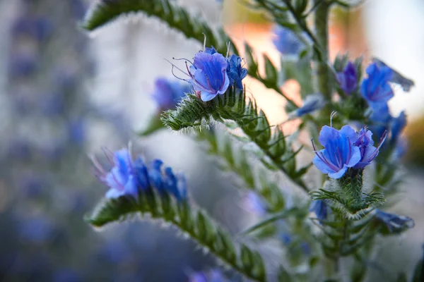 Lágy fókusz zár-megjelöl fénykép-ból kék virágok — Stock Fotó
