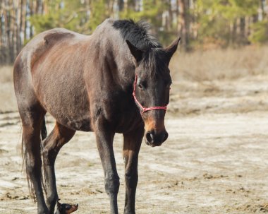 siyah yele ve kuyruk çam ormanı bir arka plan üzerinde kum üzerinde ile kahverengi at