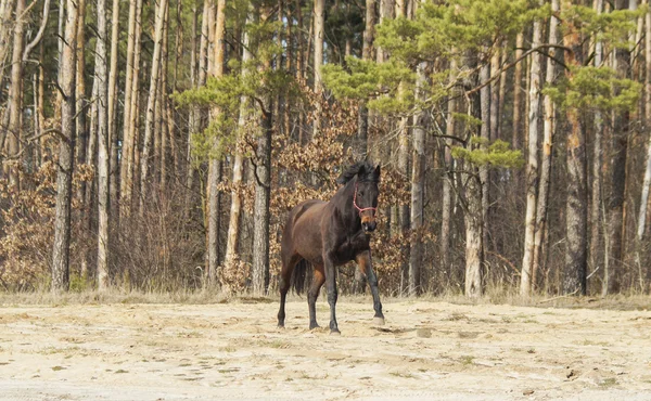 Caballo marrón con crin negra y cola sobre arena sobre un fondo de bosque de pinos — Foto de Stock